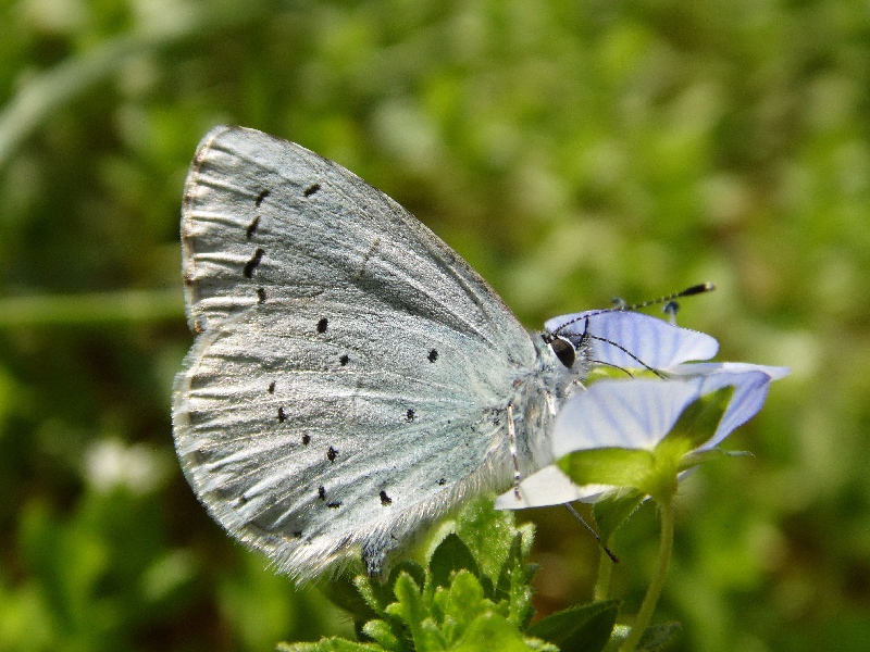 Celastrina a. day